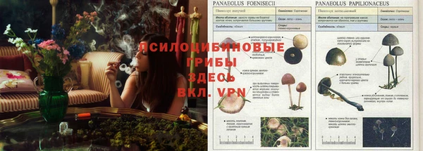прущая мука Гусев